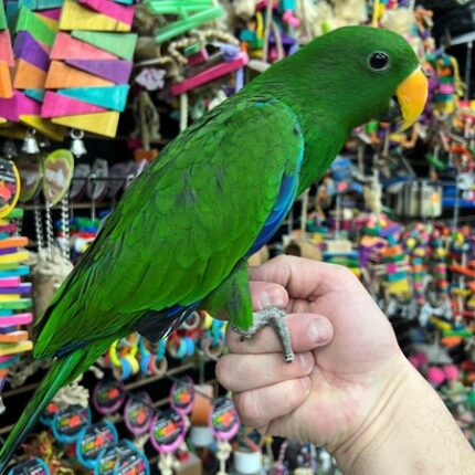 Solomon Island Eclectus