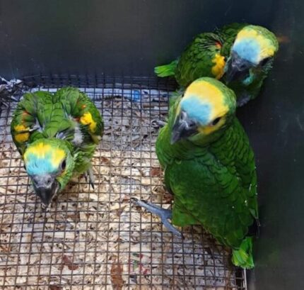 Baby Blue fronted Amazon parrot