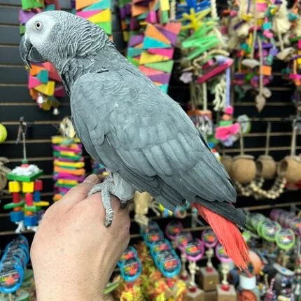 African Grey Congo (ZeeK)