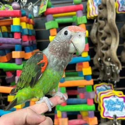 African Cape Parrot (LUCY)