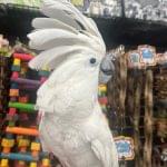 Umbrella Cockatoo (HARLEY)