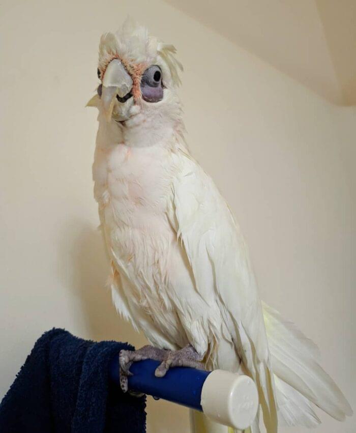 Bare-Eyed-Cockatoo